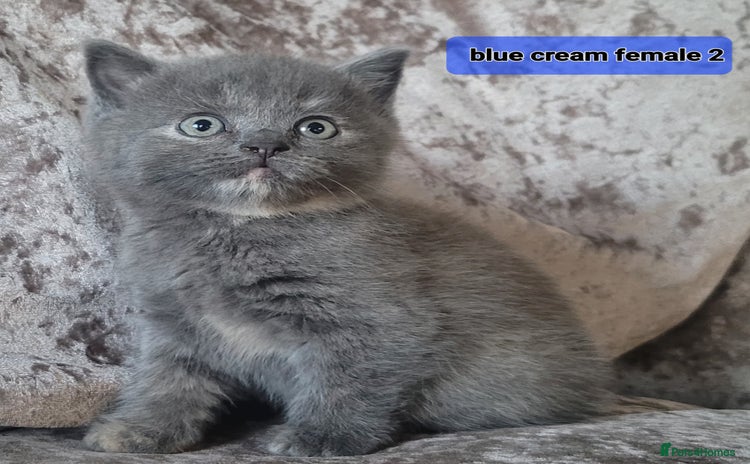 Mixed Breed cats - Advert 2