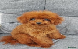 Toy Poodle dogs for sale: Asian toy poodle  in Hull - Image 9