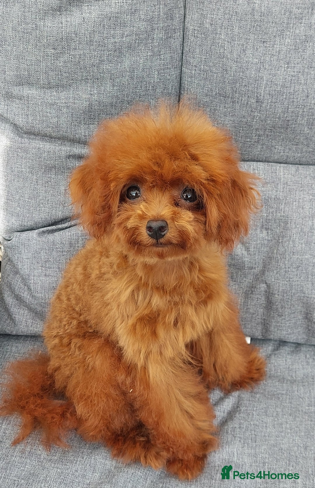 Toy Poodle dogs for sale: Asian toy poodle  in Hull - Image 9