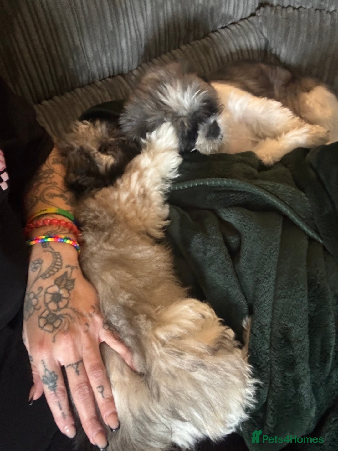 Lhasa Apso dogs for sale: Beautiful Lhasa Apso boy - Image 5