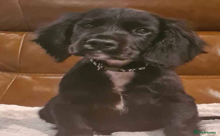 Sprocker dogs - Advert 2