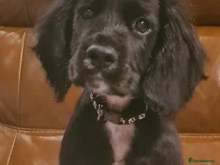 Sprocker dogs - Advert 29