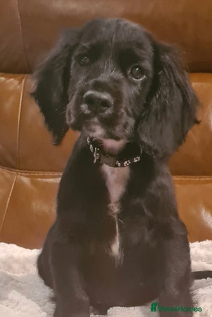 Sprocker dogs - Advert 2