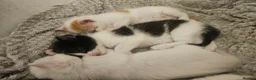 Mixed Breed cats for sale: Only 1 left left. Beautiful, Ragdoll cross Kittens - Advert 12