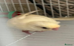 Parakeets birds for sale: Young female kakariki  - Advert 32