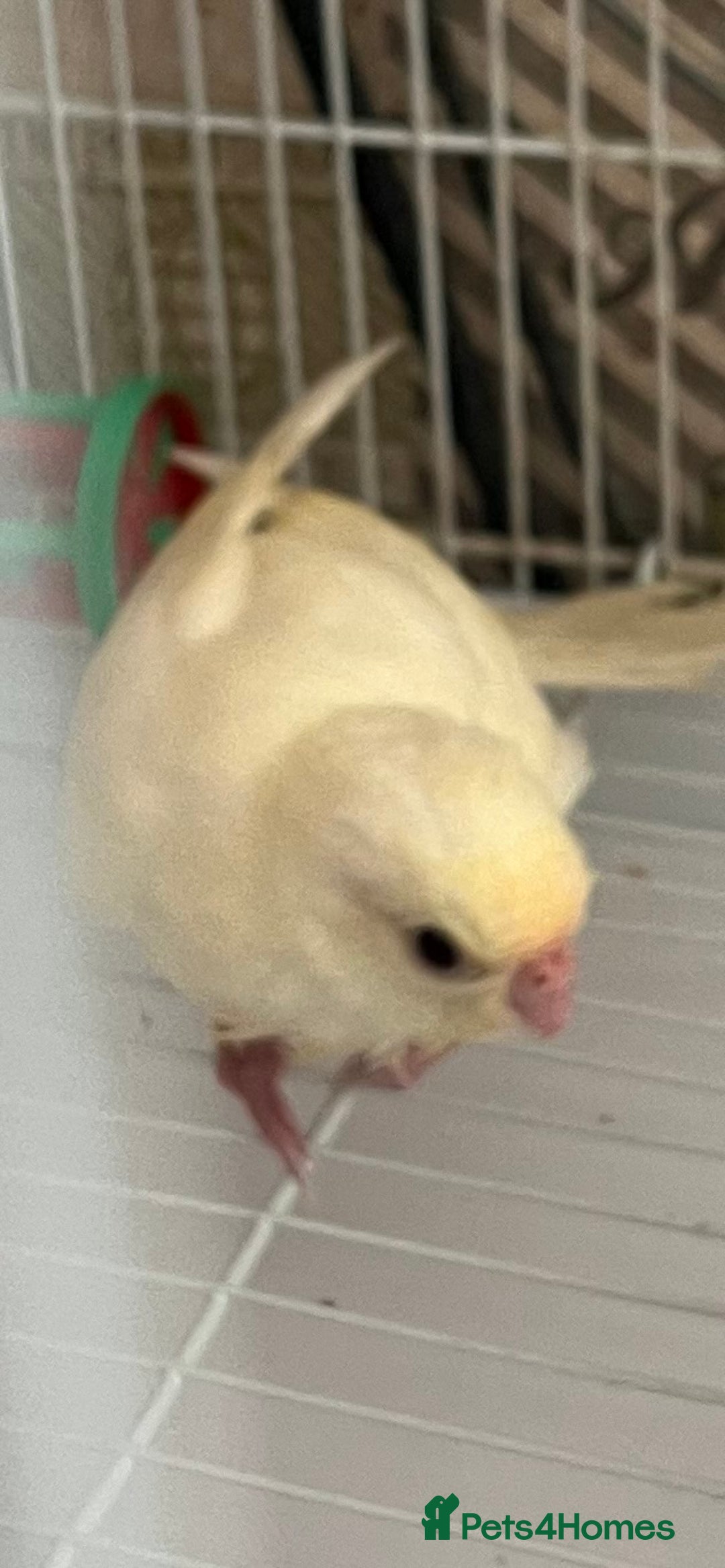 Parakeets birds for sale: Young female kakariki  - Advert 32