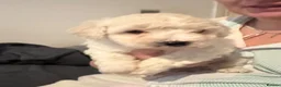 Bichon Frise dogs for sale: Adorable Bichions Frise - Advert 10