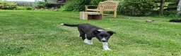 Border Collie dogs for sale: ISDS Registered Border Collie pup - Advert 8