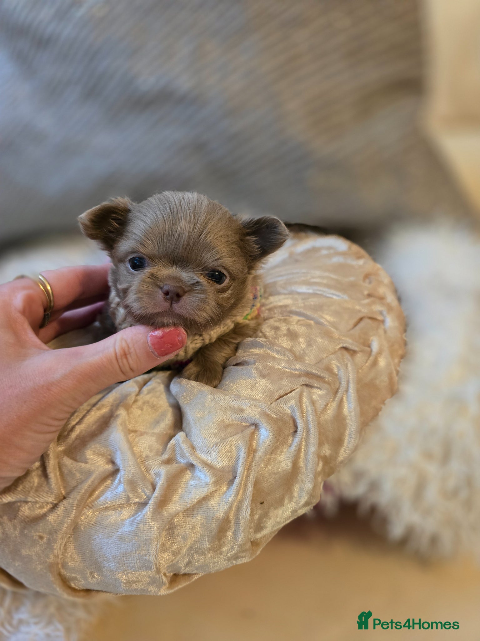Chihuahua dogs for sale: Xx stunning kc chihuahua longcoat puppies Xx - Advert 28