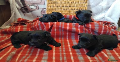 Scottish Terrier dogs Scottie terrier puppies - Advert 10