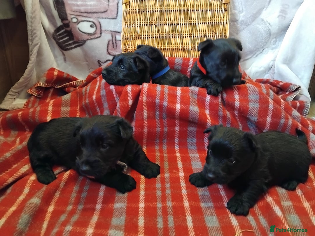 Scottish Terrier dogs for sale: Scottie terrier puppies - Advert 6