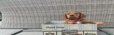 Cocker Spaniel 4