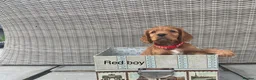 Cocker Spaniel dogs for sale: Hereditary clear working cocker spaniels in Ingatestone - Advert 12