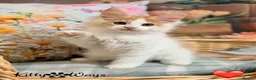 Maine Coon cats for sale: 🐾🦁 *TICA REG* GINGER MAINE COON KITTENS🦁🐾 - Advert 12