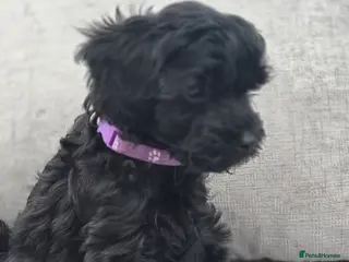 Cockapoo dogs F1B Toy Cockapoo Puppies - Advert 1