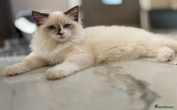 Ragdoll cats for sale: TICA DNA tested 5 Gen Pedigree  - Image 28