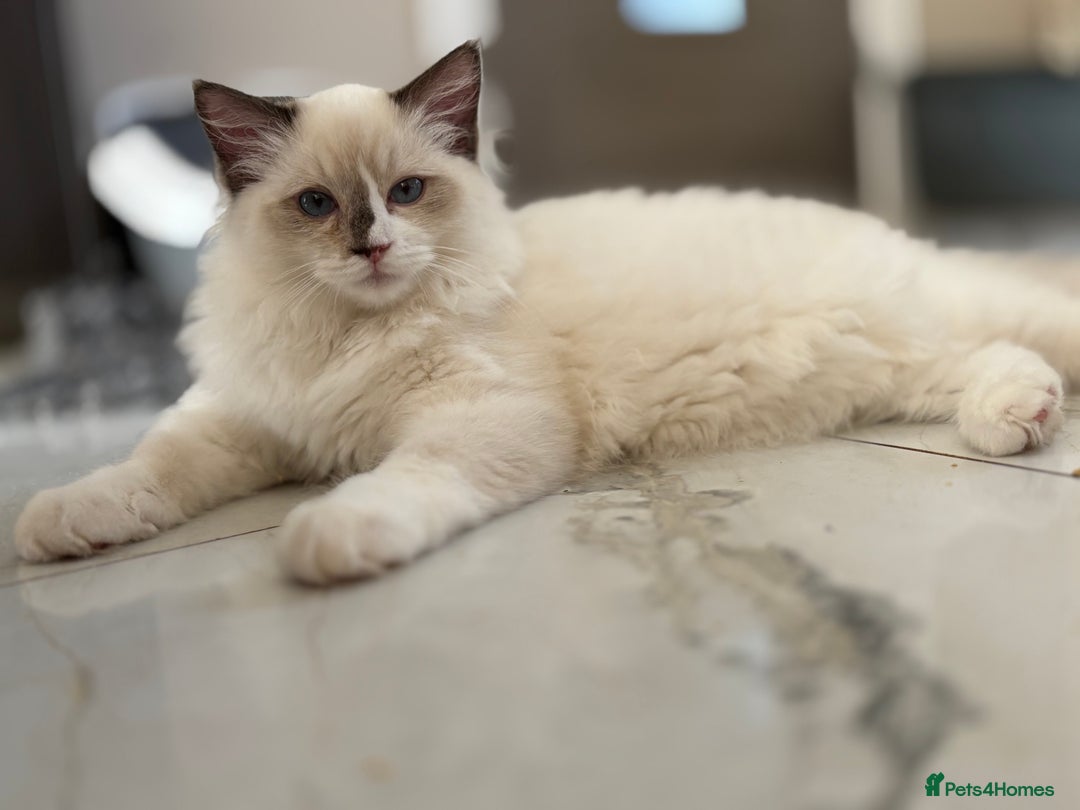 Ragdoll cats for sale: TICA DNA tested 5 Gen Pedigree  - Image 28