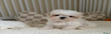 Maltese 2