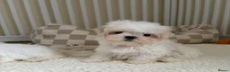 Maltese dogs for sale: 🐾 Beautiful Maltese puppies 🐾 - Advert 16