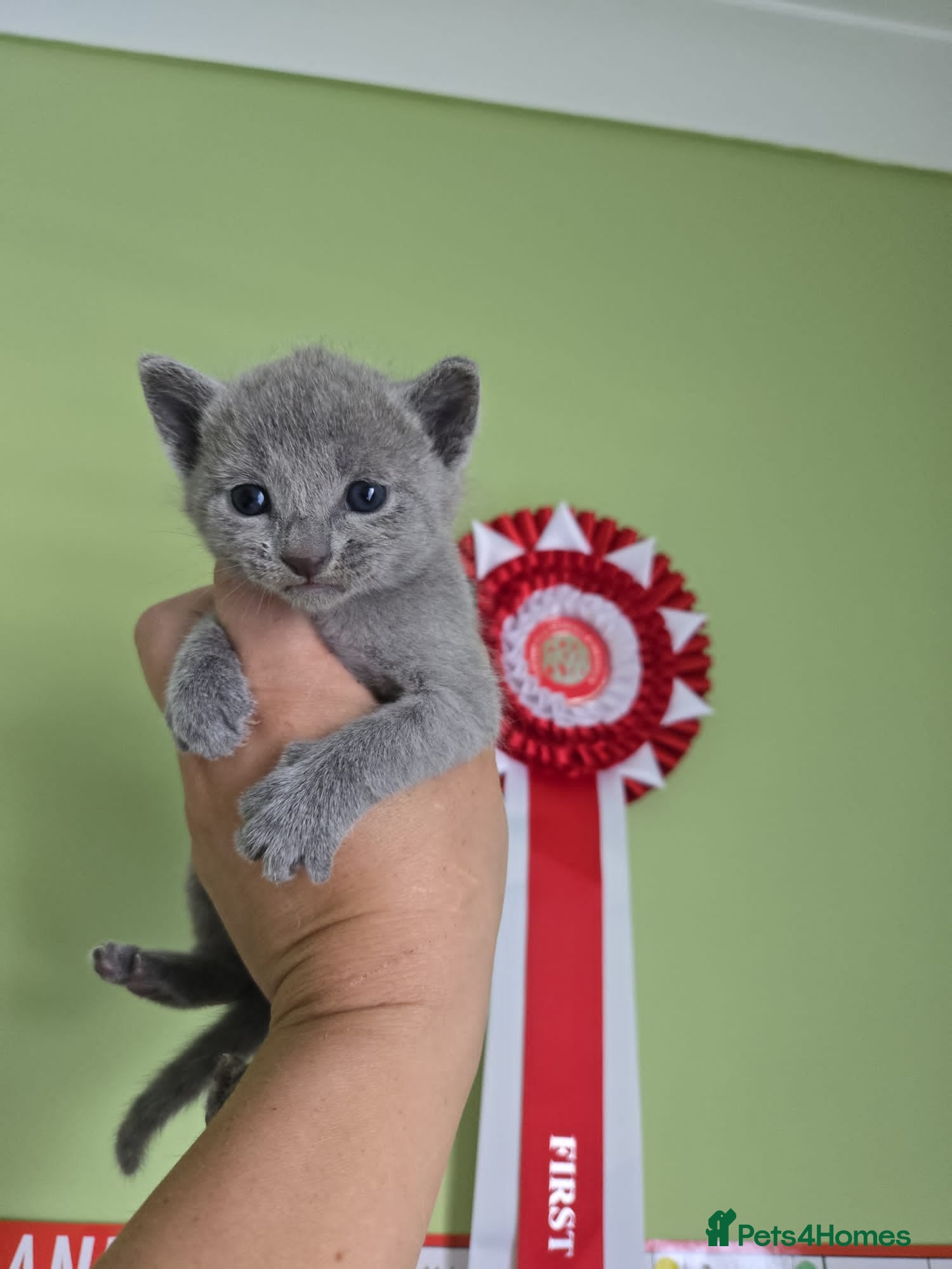 Russian Blue cats 🏅EXCEPTIONAL Russian Blue kittens🏆 - Advert 2