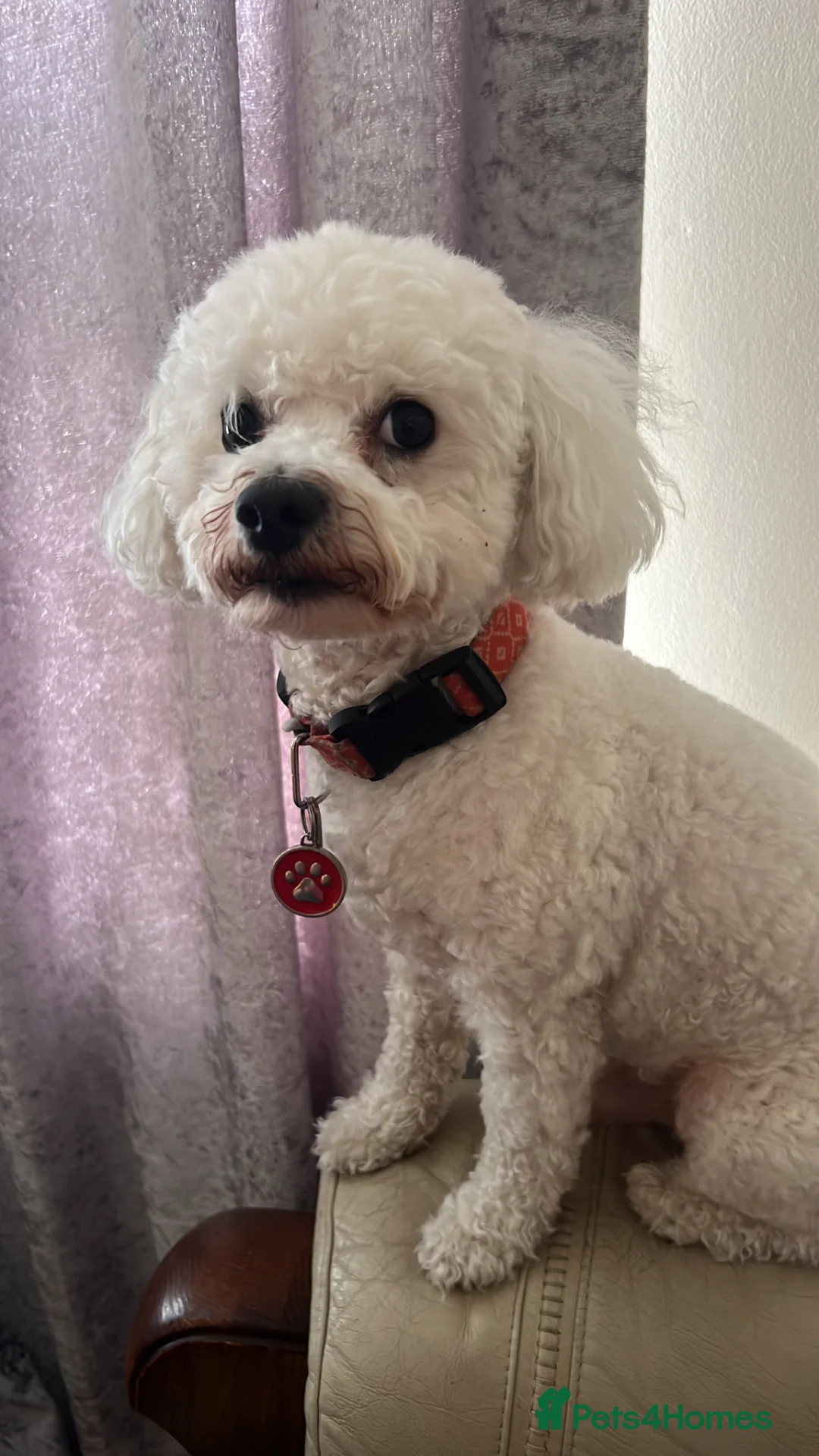 Bichon Frise dogs for sale: Lovely boy looking for forever home  - Advert 1