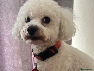 Bichon Frise dogs Lovely boy looking for forever home - Advert 1