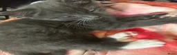 Mixed Breed cats for sale: 4 kittens all very different from each other  - Advert 25