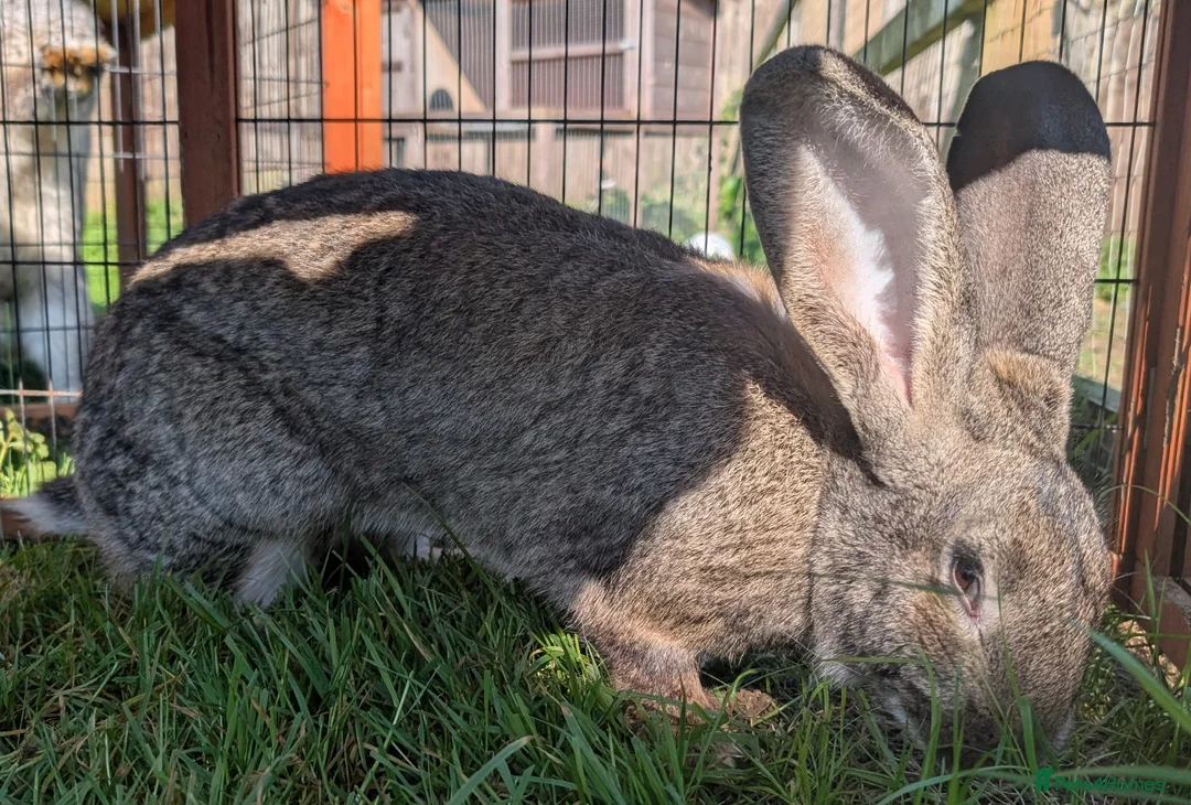Continental Giant rabbits for sale: Pure Bred Agouti Continental Giant Doe - Advert 2