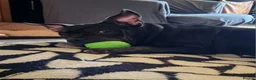 German Shepherd dogs for sale: Female gsd and pocket bully for sale  in Mansfield - Advert 9
