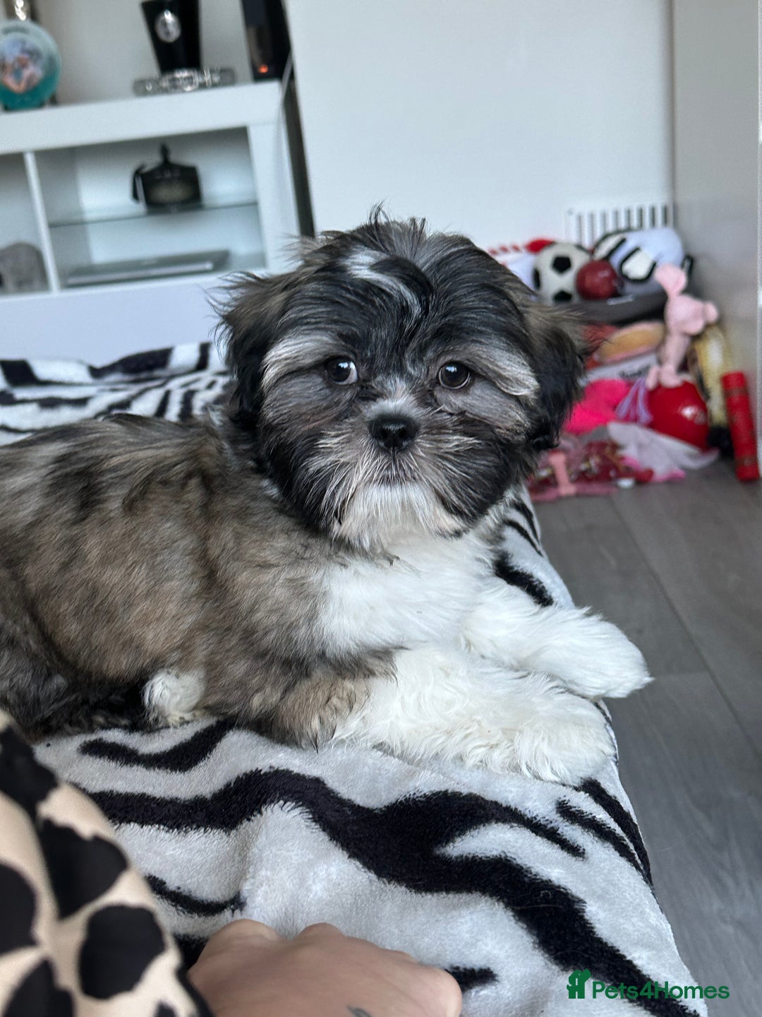 Lhasa Apso dogs for stud: Pedigree Stud in Harlow - Advert 4