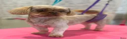 Shih Tzu dogs for sale: 🩷💙Stunning KC Shih Tzu Puppies 💜🩷 - Advert 17