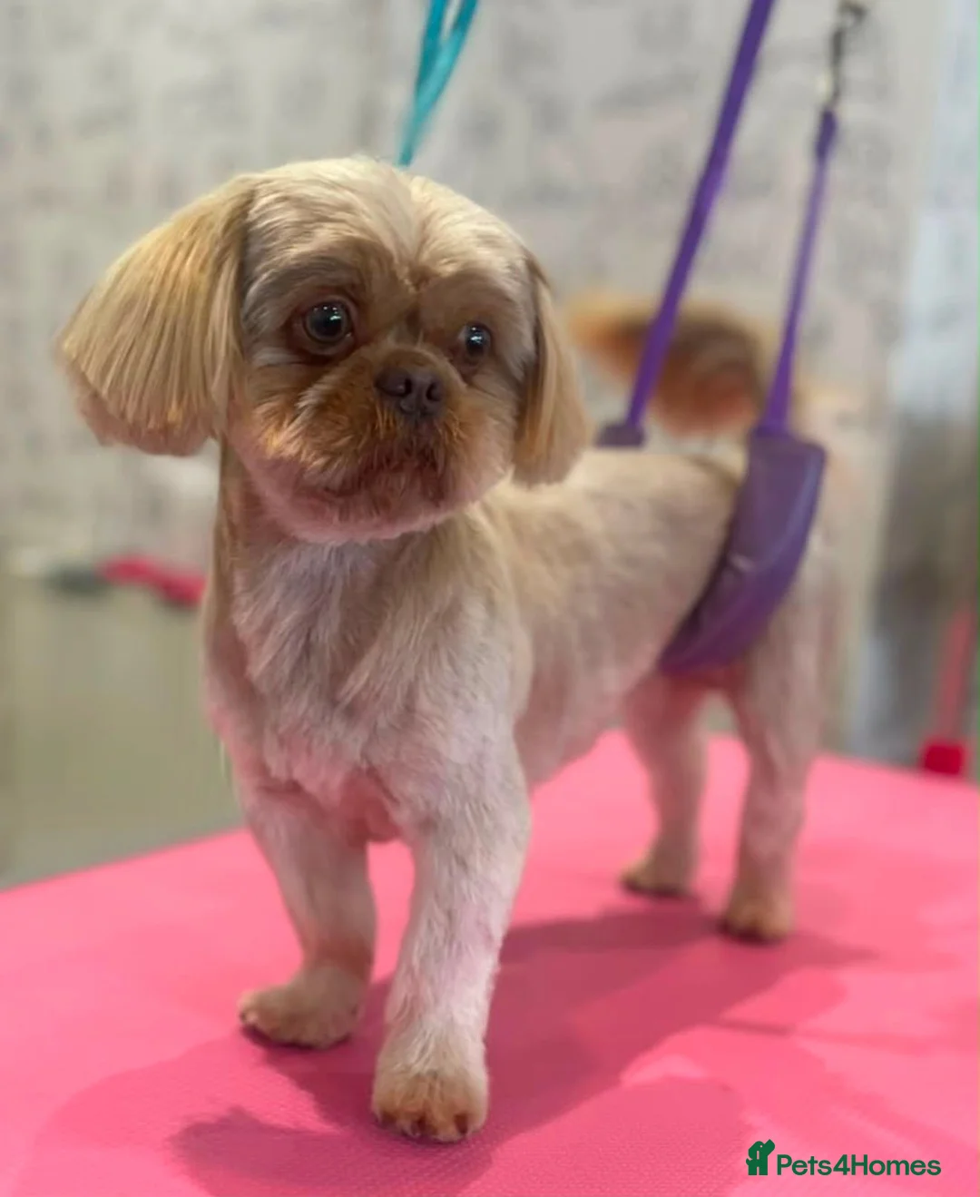 Shih Tzu dogs for sale: 🩷💙Stunning KC Shih Tzu Puppies 💜🩷 - Advert 17