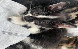 Mixed Breed cats for sale: Gorgeous kittens available please read  - Image 8