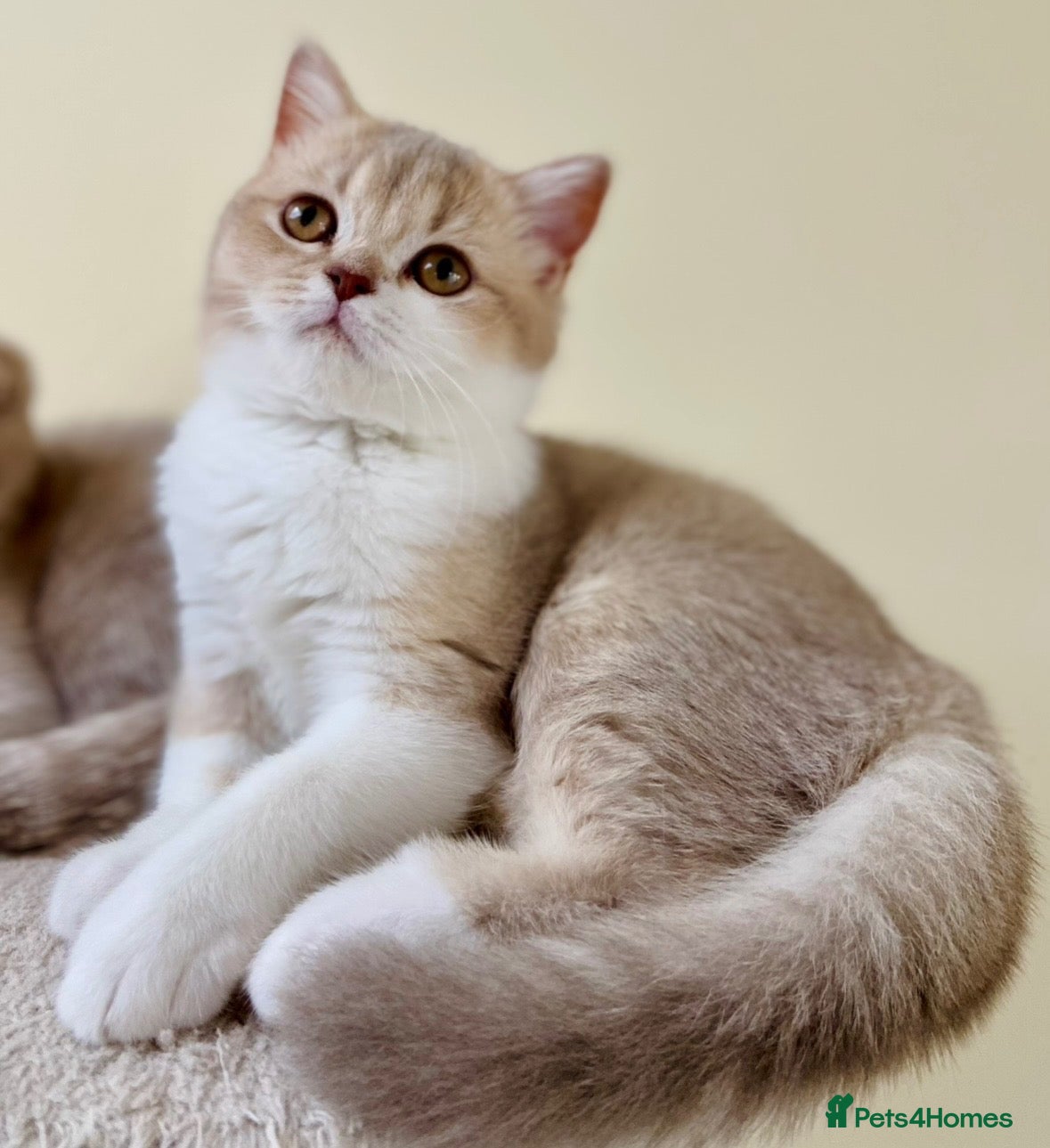 Scottish Fold cats Unique Pedigree Adorable Scottish Fold Kittens  - Advert 4