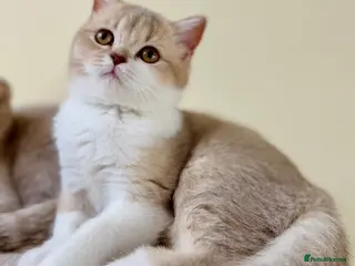 Scottish Fold cats Unique Pedigree Adorable Scottish Fold Kittens - Advert 4