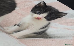 Maine Coon cats for sale: 💫Maine Coon Mix Family Raised Kittens💫 5*Reviews - Image 3
