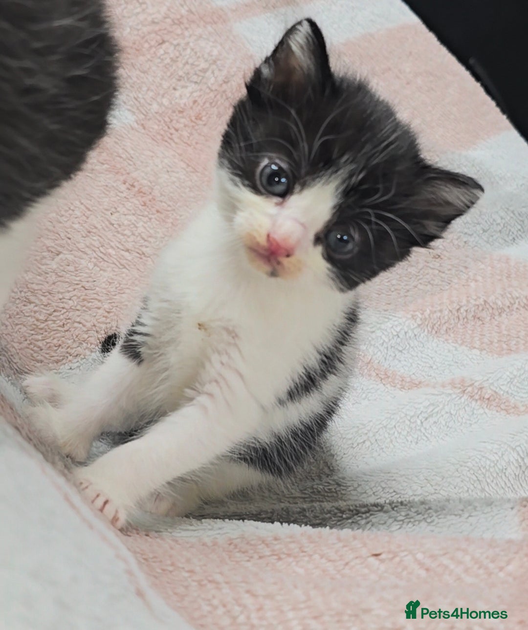 Maine Coon cats for sale: 💫Maine Coon Mix Family Raised Kittens💫 5*Reviews - Image 3