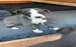Whippet dogs for sale: Beautiful Blue whippet puppies  - Image 10