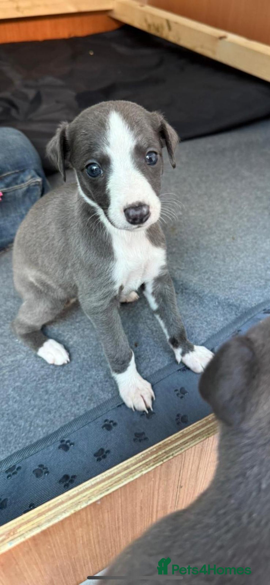 Whippet dogs for sale: Beautiful Blue whippet puppies  - Image 10