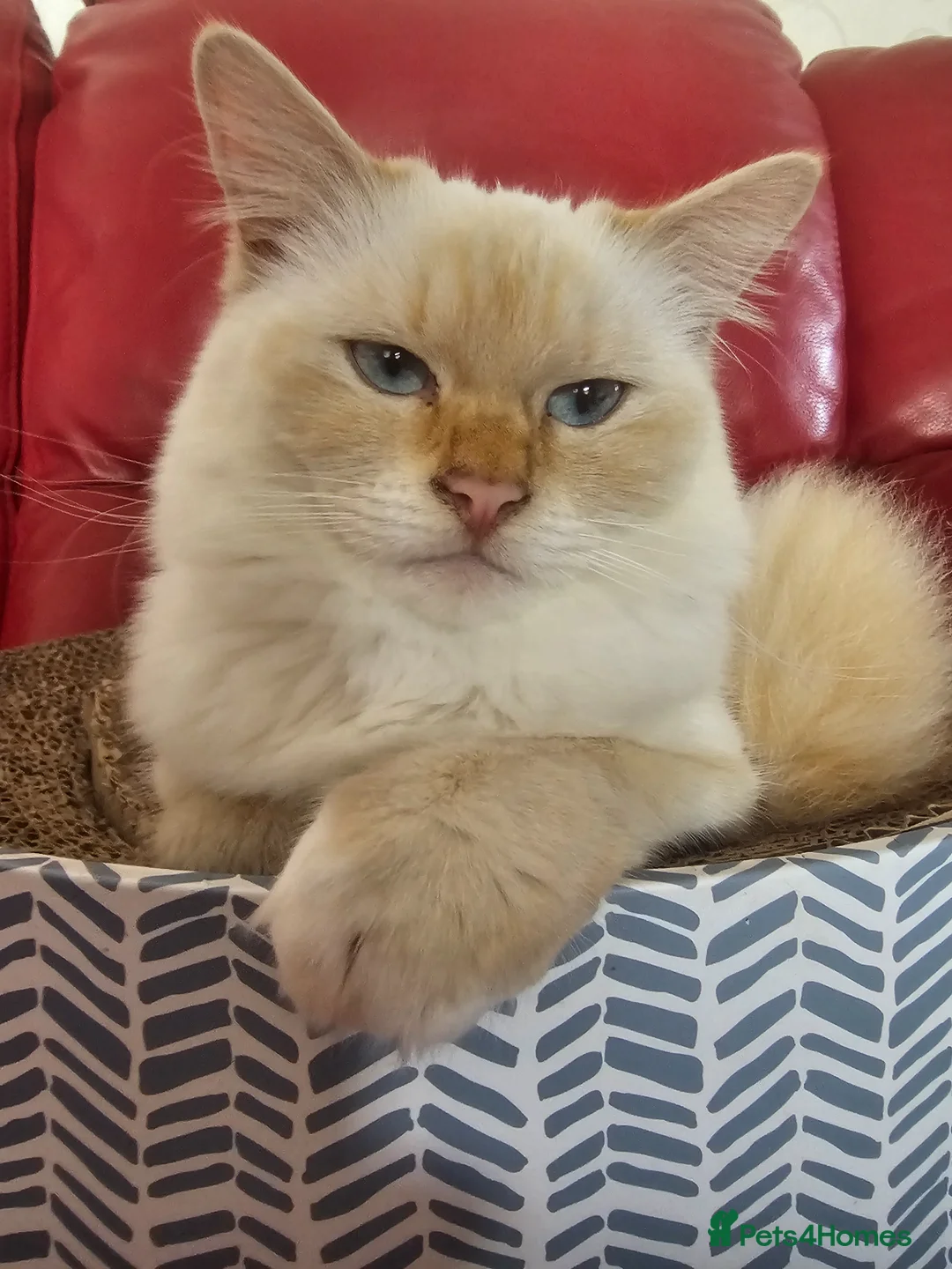 Ragdoll cats for sale: Beautiful ragdoll flame point female kitten  in Pevensey - Advert 2