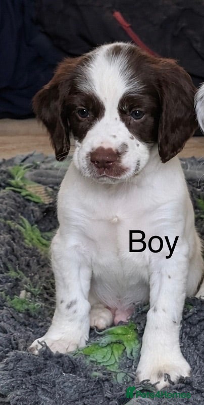 English Springer Spaniel dogs Cheeky Springer Spaniel Pups  - Advert 2