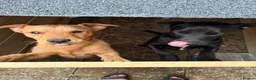 Mixed Breed dogs for sale: Axel & Winston looking for their forever home - Advert 7