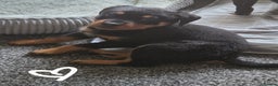 Rottweiler dogs for sale: Indie & dozer puppies  - Advert 9