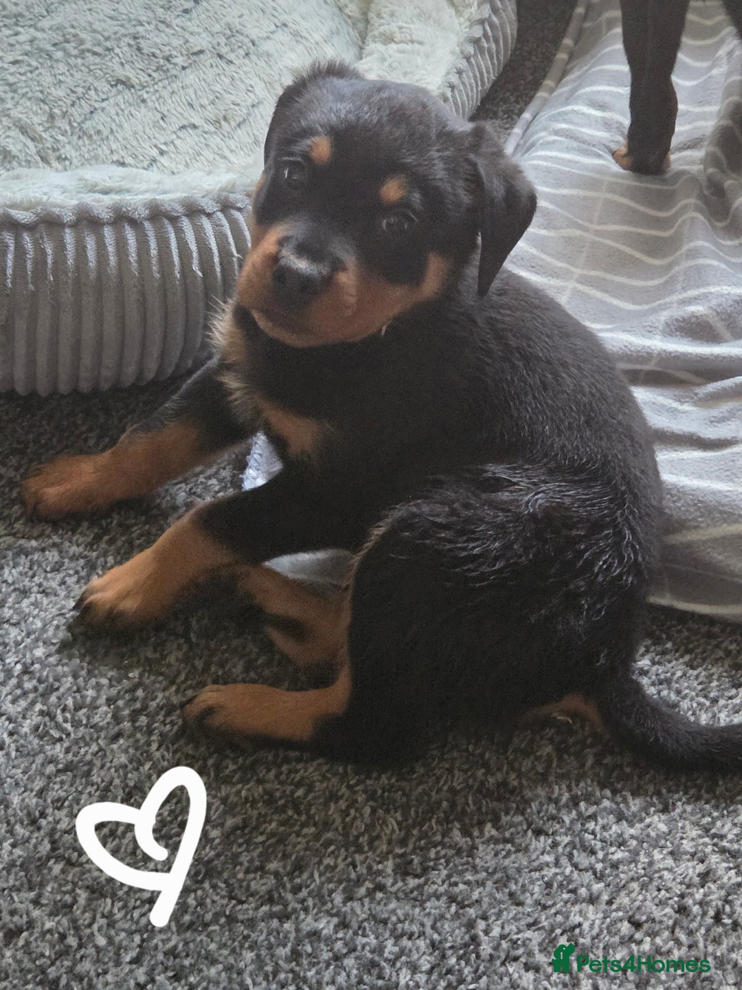 Rottweiler dogs for sale: Indie & dozer puppies  - Advert 9