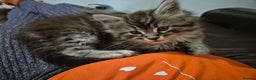 Maine Coon cats for sale: Beautiful big boy available  - Advert 4