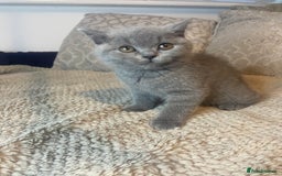 British Shorthair cats for sale: Gccf reg blue bsh kittens active - Image 19