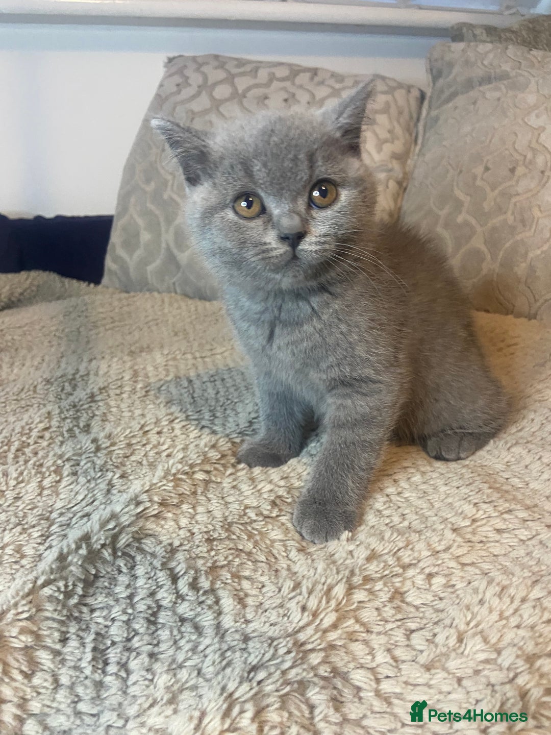 British Shorthair cats for sale: Gccf reg blue bsh kittens active - Image 19
