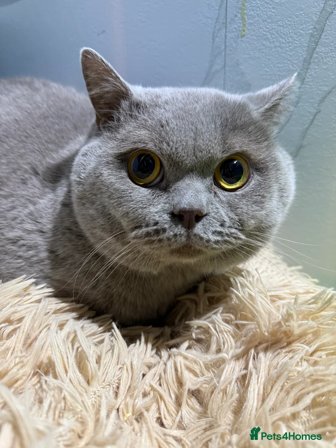 British Shorthair cats for stud: Lilac BSH for stud duties  - Advert 3