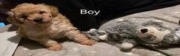 Toy Poodle dogs for sale: 🐾 TOY POODLE PUPPIES🐾 - Advert 3
