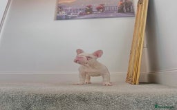 French Bulldog dogs for sale: High DNA French bulldog Male & Females  - Image 4